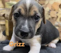 GRIZZ, a male Jack Russell Terrier for sale in Lawtey, FL – 1 of 10
