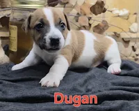 Dugan, a male Jack Russell Terrier for sale in Lawtey, FL – 9 of 10