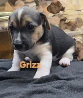 GRIZZ, a male Jack Russell Terrier for sale in Lawtey, FL – 10 of 10