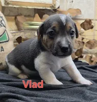 Vlad, a male Jack Russell Terrier for sale in Lawtey, FL – 2 of 9