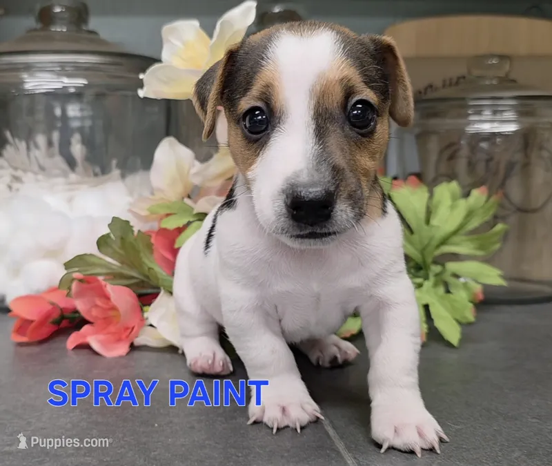 Spray Paint  – Jack Russell Terrier puppy for sale in Lawtey, FL