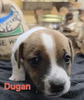 Dugan, a male Jack Russell Terrier for sale in Lawtey, FL – 7 of 10