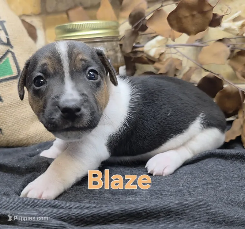 Blaze – Jack Russell Terrier puppy for sale in Lawtey, FL