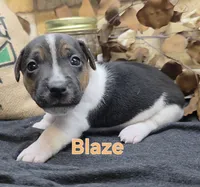 Blaze, a male Jack Russell Terrier for sale in Lawtey, FL – 1 of 10