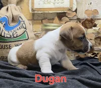 Dugan, a male Jack Russell Terrier for sale in Lawtey, FL – 6 of 10