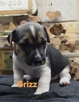 GRIZZ, a male Jack Russell Terrier for sale in Lawtey, FL – 5 of 10