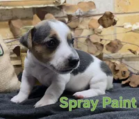Spray Paint , a male Jack Russell Terrier for sale in Lawtey, FL – 2 of 10