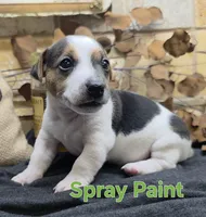 Spray Paint , a male Jack Russell Terrier for sale in Lawtey, FL – 6 of 10