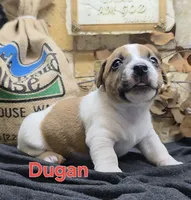 Dugan, a male Jack Russell Terrier for sale in Lawtey, FL – 3 of 10