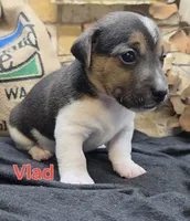 Vlad, a male Jack Russell Terrier for sale in Lawtey, FL – 4 of 9