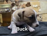 Buck, a male Jack Russell Terrier for sale in Lawtey, FL – 5 of 10
