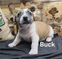 Buck, a male Jack Russell Terrier for sale in Lawtey, FL – 10 of 10