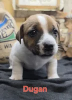 Dugan, a male Jack Russell Terrier for sale in Lawtey, FL – 8 of 10