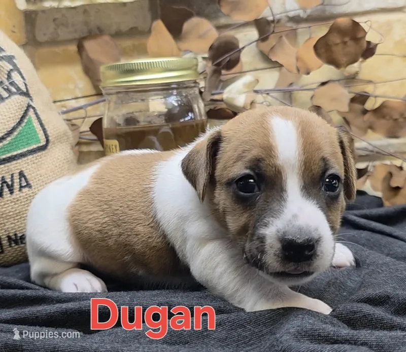 Dugan, a male Jack Russell Terrier for sale in Lawtey, FL – 1 of 10
