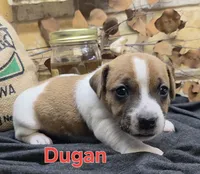 Dugan, a male Jack Russell Terrier for sale in Lawtey, FL – 1 of 10