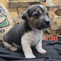 Vlad, a male Jack Russell Terrier for sale in Lawtey, FL – 9 of 9