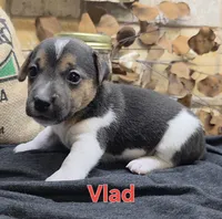 Vlad, a male Jack Russell Terrier for sale in Lawtey, FL – 5 of 9