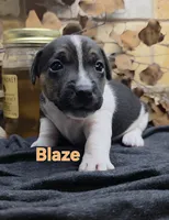 Blaze, a male Jack Russell Terrier for sale in Lawtey, FL – 9 of 10