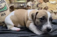 Buck, a male Jack Russell Terrier for sale in Lawtey, FL – 7 of 10