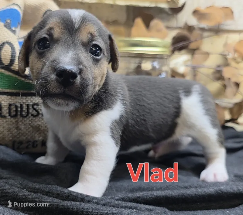 Vlad – Jack Russell Terrier puppy for sale in Lawtey, FL
