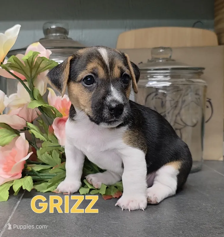 GRIZZ – Jack Russell Terrier puppy for sale in Lawtey, FL