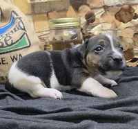 Blaze, a male Jack Russell Terrier for sale in Lawtey, FL – 7 of 10