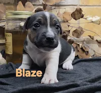 Blaze, a male Jack Russell Terrier for sale in Lawtey, FL – 10 of 10