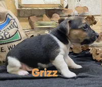 GRIZZ, a male Jack Russell Terrier for sale in Lawtey, FL – 4 of 10