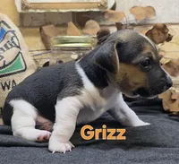 GRIZZ, a male Jack Russell Terrier for sale in Lawtey, FL – 3 of 10