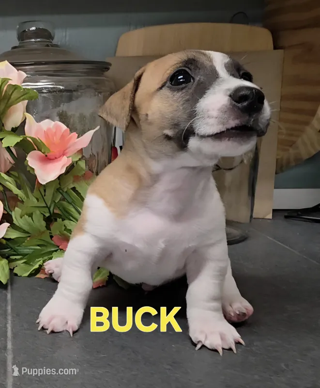 Buck – Jack Russell Terrier puppy for sale in Lawtey, FL