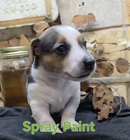 Spray Paint , a male Jack Russell Terrier for sale in Lawtey, FL – 9 of 10