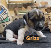 GRIZZ, a male Jack Russell Terrier for sale in Lawtey, FL – 2 of 10