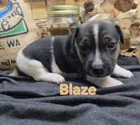 Blaze, a male Jack Russell Terrier for sale in Lawtey, FL – 3 of 10