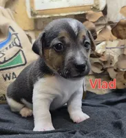 Vlad, a male Jack Russell Terrier for sale in Lawtey, FL – 6 of 9