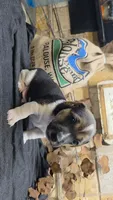 GRIZZ, a male Jack Russell Terrier for sale in Lawtey, FL – 6 of 10