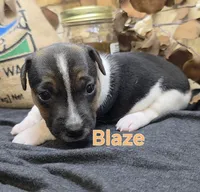 Blaze, a male Jack Russell Terrier for sale in Lawtey, FL – 4 of 10