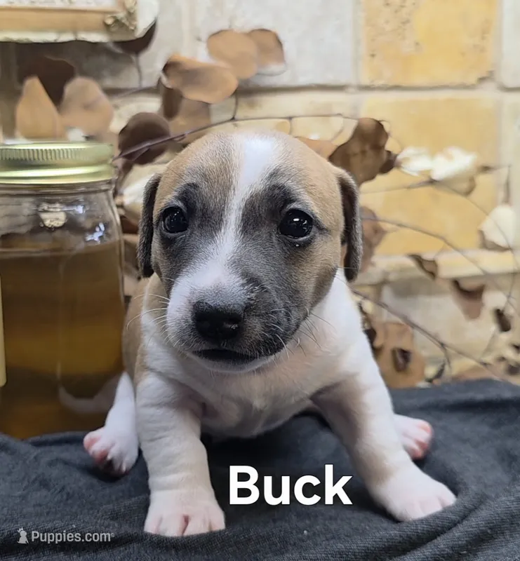 Buck – Jack Russell Terrier puppy for sale in Lawtey, FL