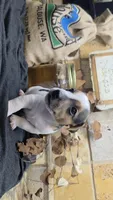 Spray Paint , a male Jack Russell Terrier for sale in Lawtey, FL – 8 of 10