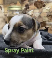 Spray Paint , a male Jack Russell Terrier for sale in Lawtey, FL – 10 of 10