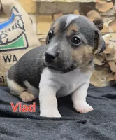 Vlad, a male Jack Russell Terrier for sale in Lawtey, FL – 8 of 9