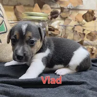 Vlad, a male Jack Russell Terrier for sale in Lawtey, FL – 3 of 9