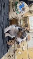 Spray Paint , a male Jack Russell Terrier for sale in Lawtey, FL – 5 of 10