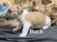 Buck, a male Jack Russell Terrier for sale in Lawtey, FL – 4 of 10