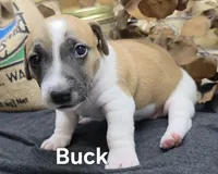 Buck, a male Jack Russell Terrier for sale in Lawtey, FL – 2 of 10