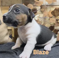 Blaze, a male Jack Russell Terrier for sale in Lawtey, FL – 5 of 10