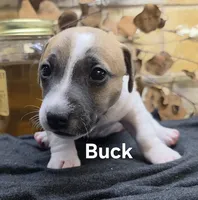 Buck, a male Jack Russell Terrier for sale in Lawtey, FL – 3 of 10