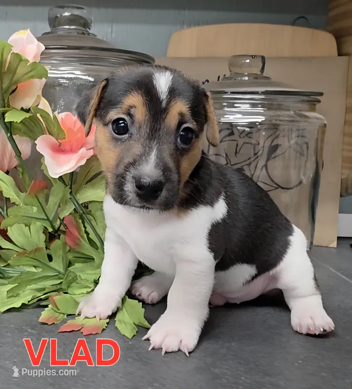 Vlad – Jack Russell Terrier puppy for sale in Lawtey, FL