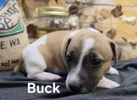 Buck, a male Jack Russell Terrier for sale in Lawtey, FL – 8 of 10
