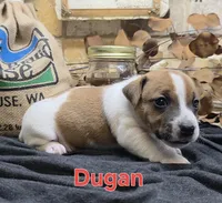Dugan, a male Jack Russell Terrier for sale in Lawtey, FL – 5 of 10