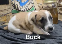 Buck, a male Jack Russell Terrier for sale in Lawtey, FL – 9 of 10